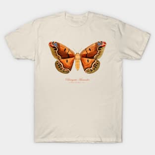 Moth - Giant Silk Moth, Rhescyntis Meander or Arsenura Meander T-Shirt